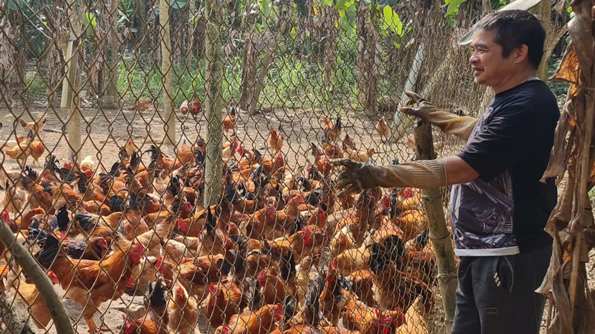 Hiện nay, đàn già của gia đình đang trong giai đoạn chuẩn bị xuất bán phục vụ dịp tết Nguyên Đán năm 2026.