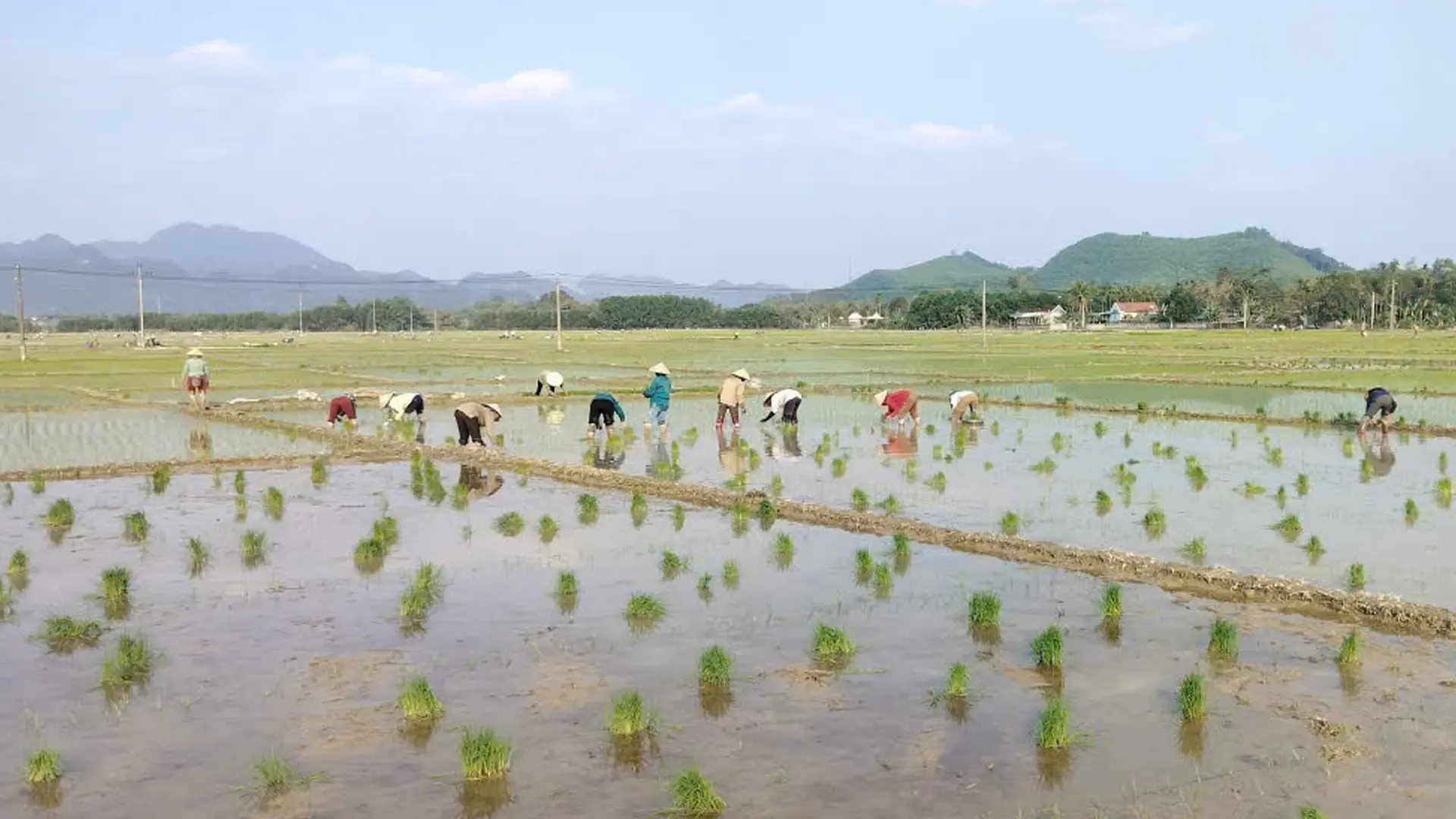 Xã Quỳ Hợp gieo cấy đạt trên 80% diện tích.