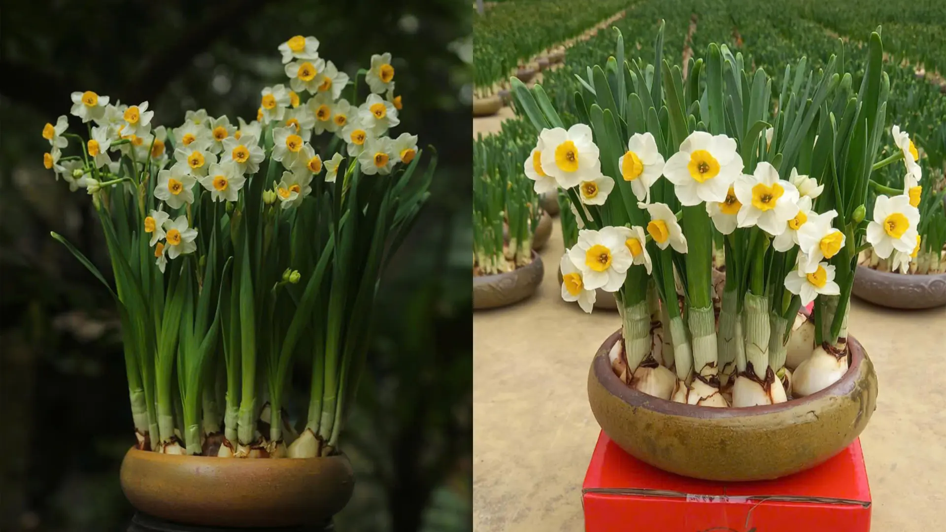 Hoa thủy tiên lần đầu tiên được trồng và nở hoa thành công ngay trên đất Việt Nam (Ảnh: Nguyễn Phúc Bính).