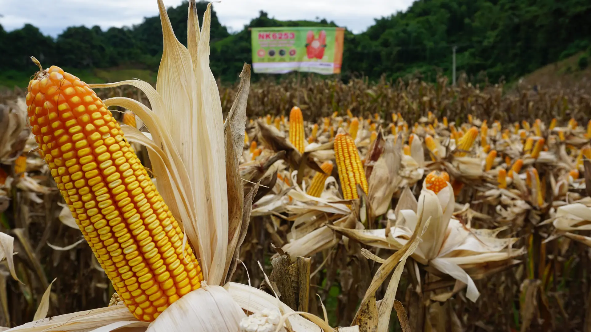 Giống ngô lai đơn NK6253.
