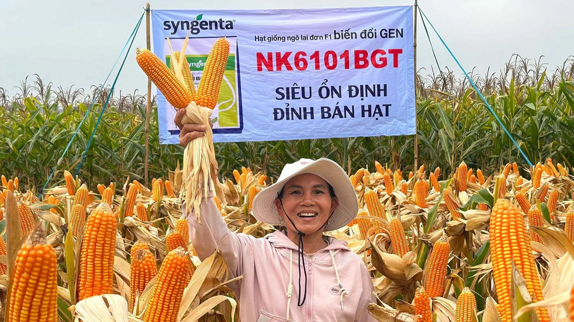 Giống ngô biến đổi gen NK6101BGT.