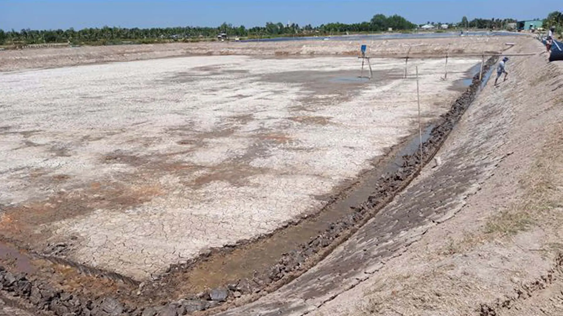 Xử lý thuốc trừ sâu tồn lưu trong ao nuôi tôm.