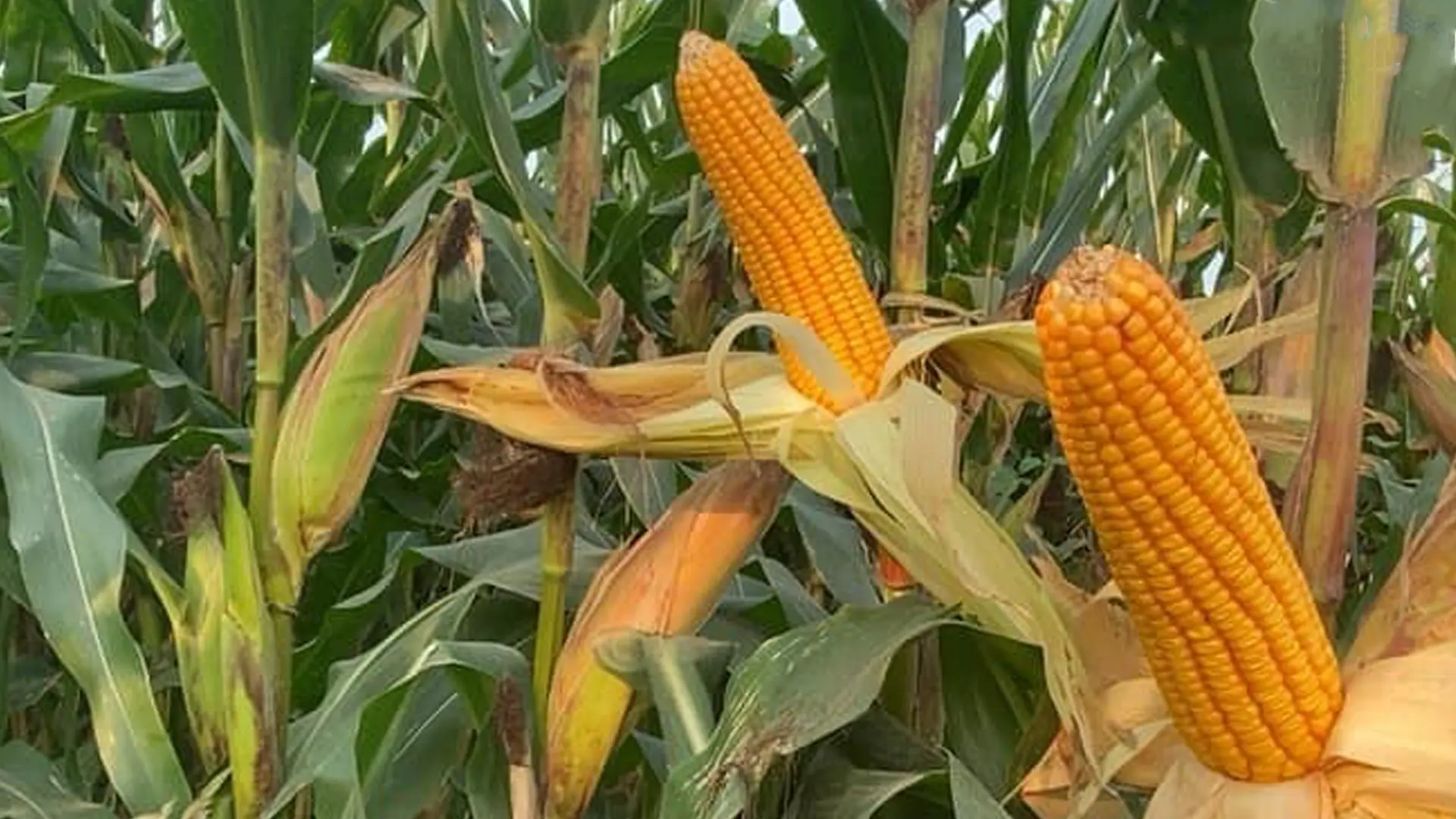 Bắp ngô giai đoạn chín sáp.