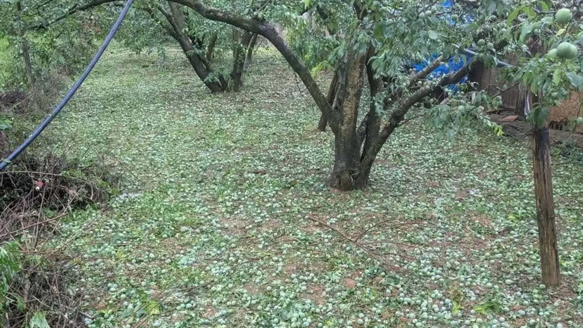 Mưa đá cuối tháng 3 gây thiệt hại các vườn mận.