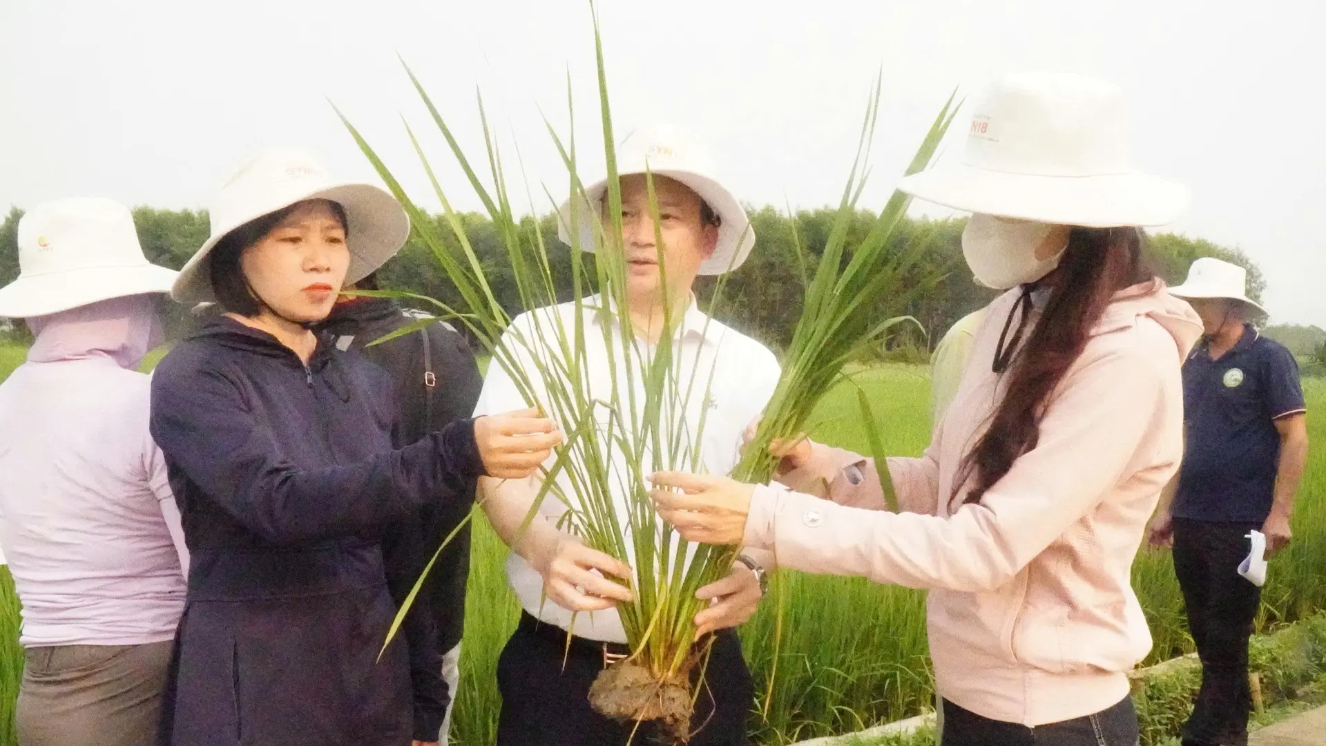 Kiểm tra thực tế khả năng đẻ nhánh của giống lúa SYN18.