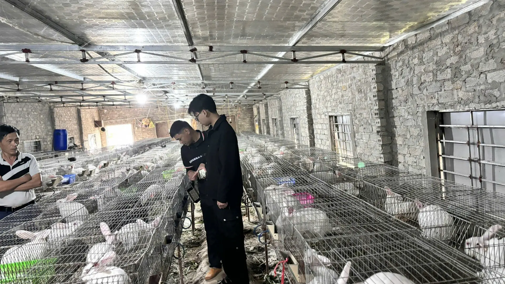 Mô hình nuôi thỏ khép kín của anh Võ Quốc Tuấn.