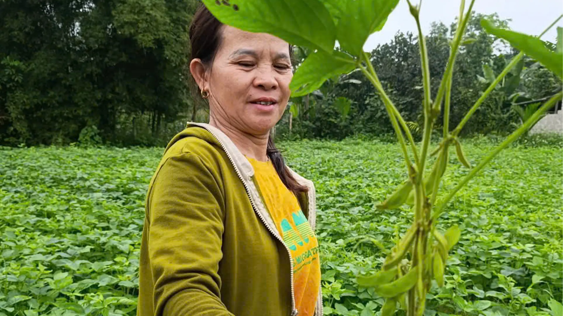 Cây đậu tương rau sinh trưởng tốt, thích nghi với điều kiện thổ nhưỡng và khí hậu địa phương.